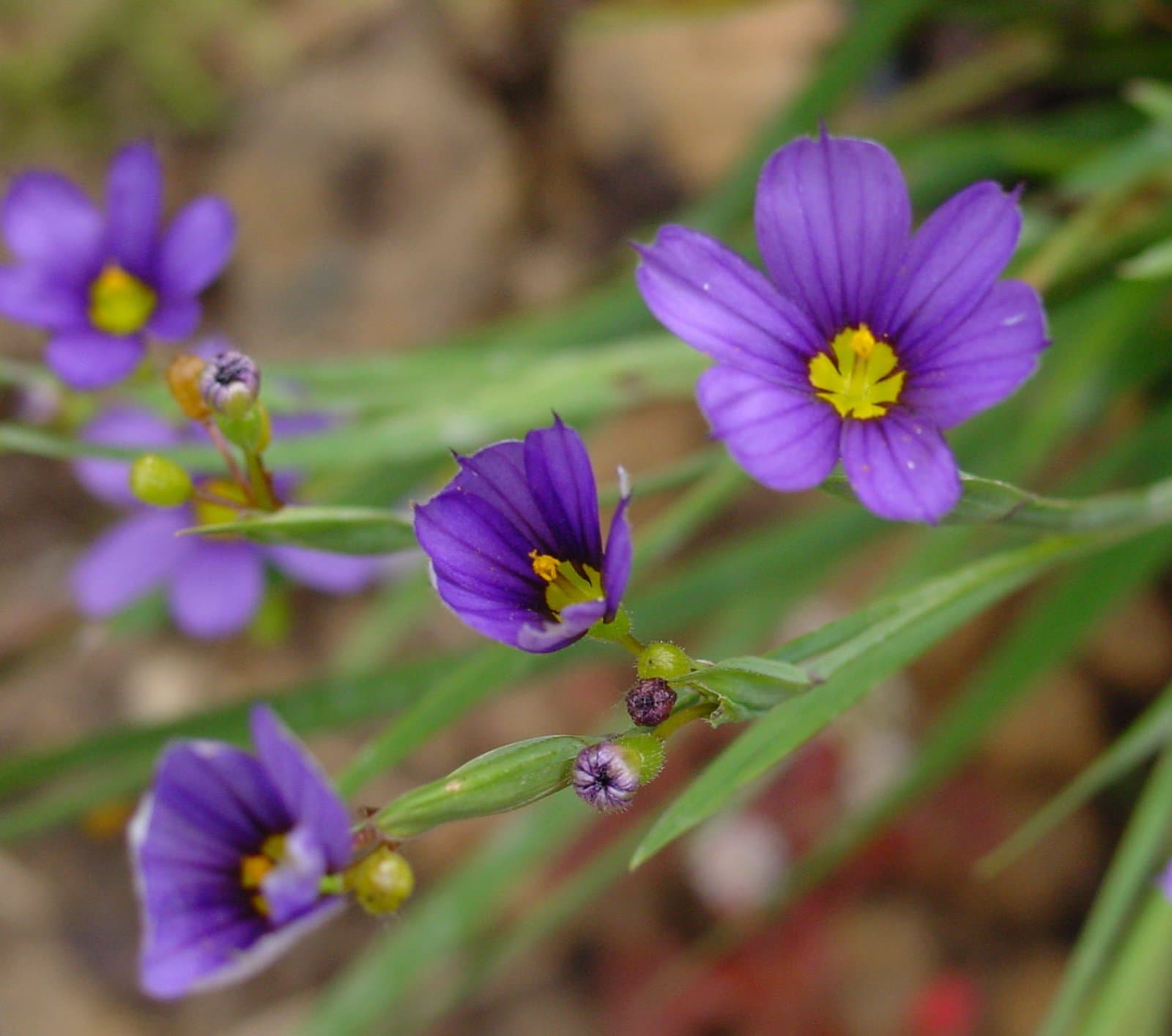 Sisyrinchium bermudiana L.