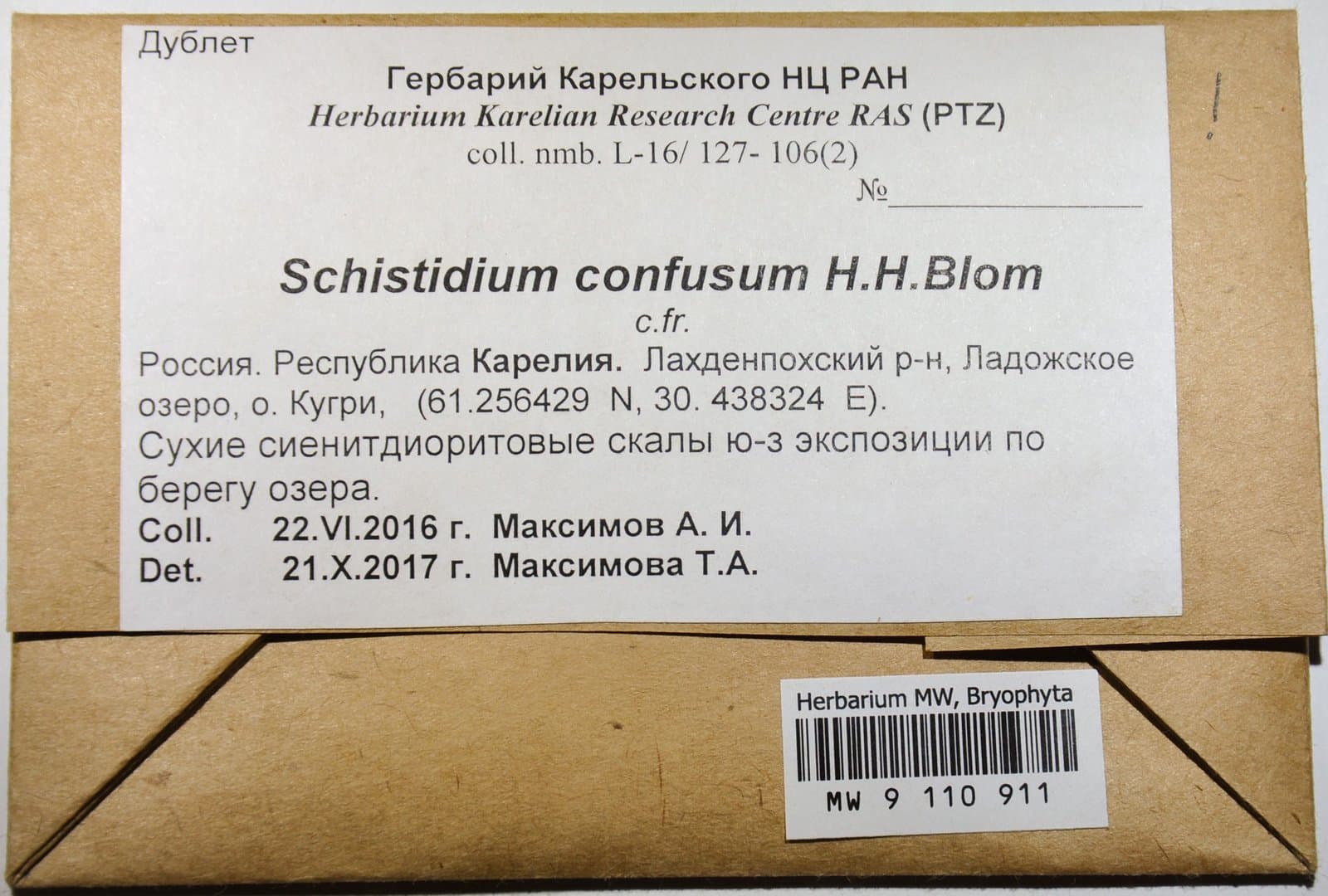 Schistidium confusum H.H.Blom