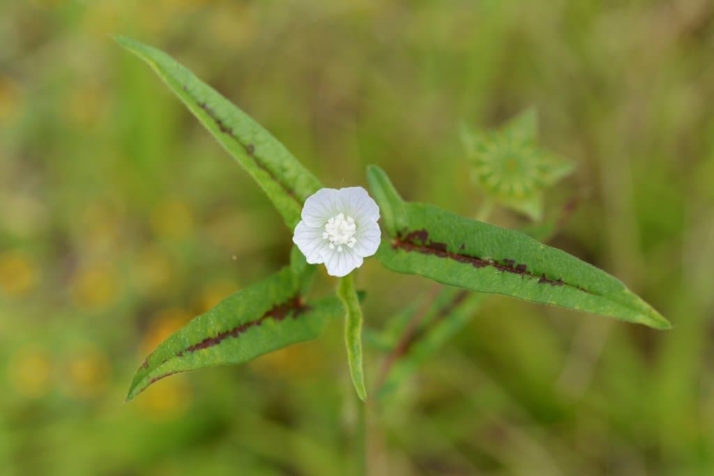 Anoda acerifolia Cav.