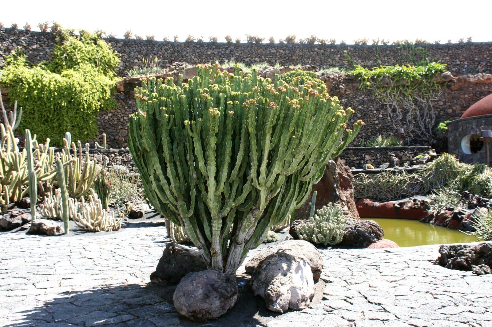 Euphorbia abyssinica J.F.Gmel.