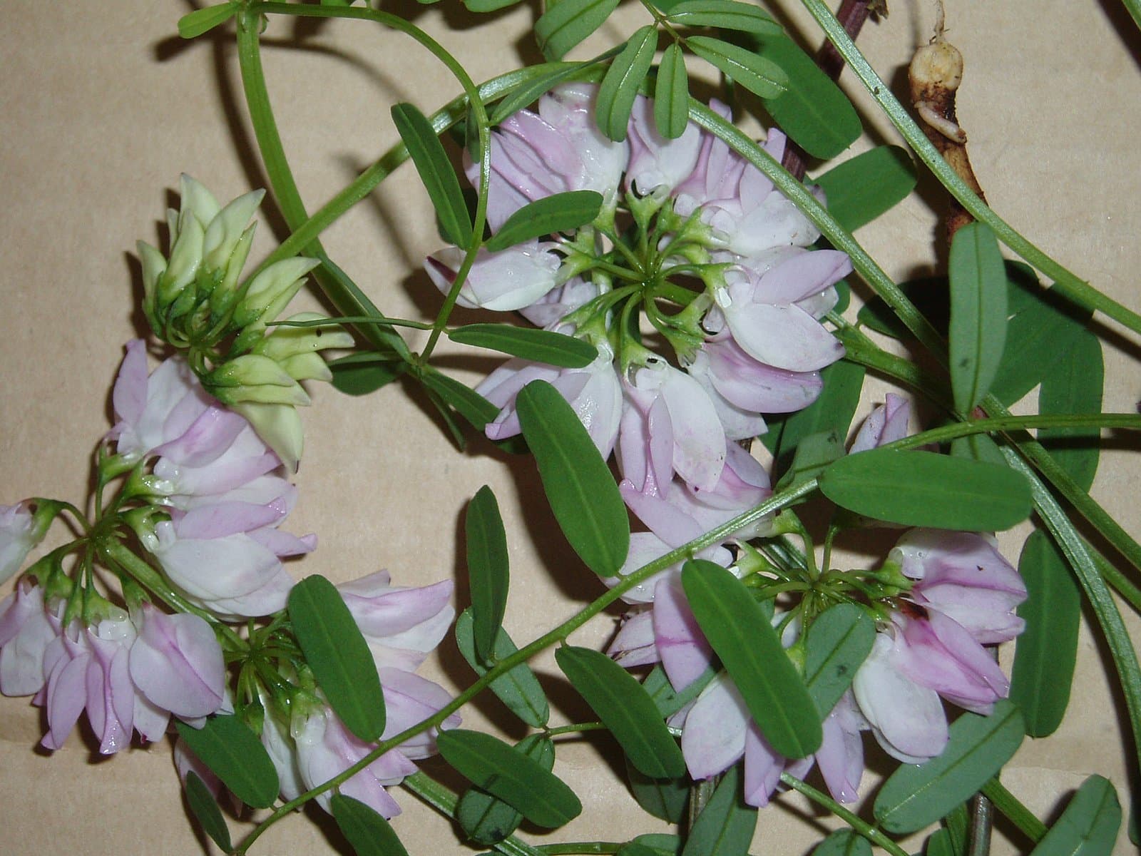 Coronilla varia L.