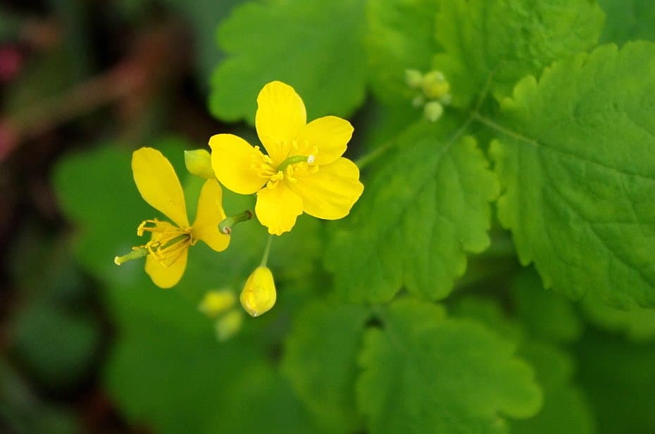 Chelidonium majus L.