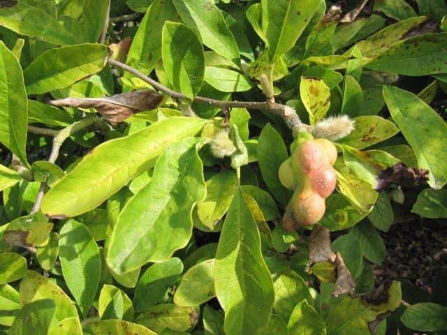 Magnolia stellata (Siebold & Zucc.) Maxim.