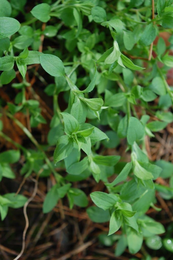 Moehringia trinervia (L.) Clairv.