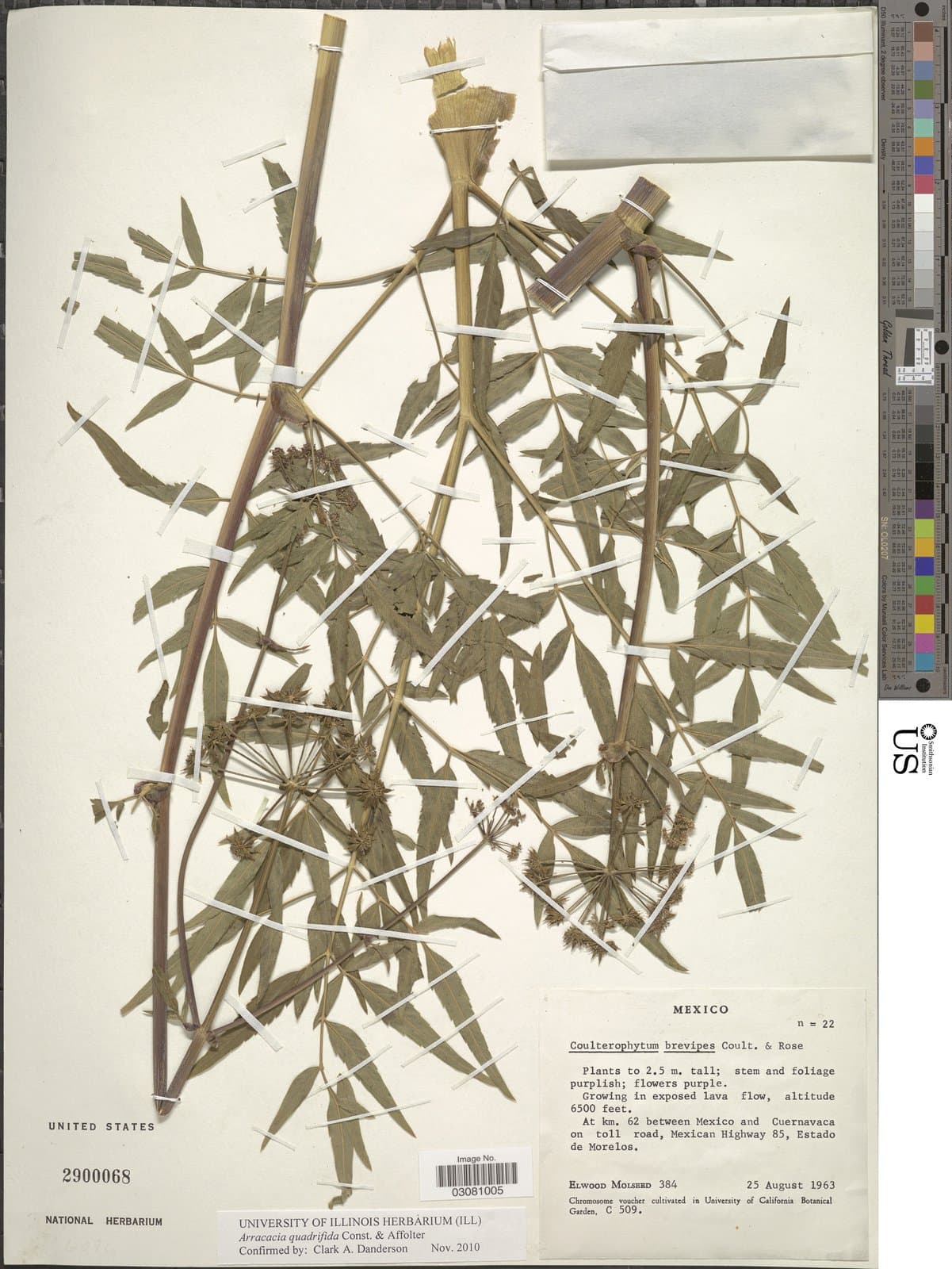 Arracacia quadrifida Constance & Affolter