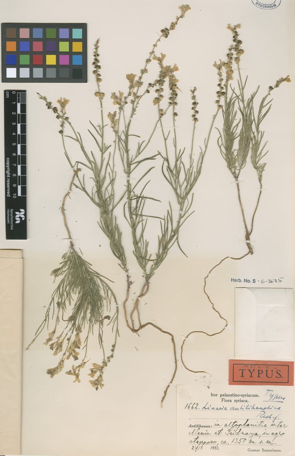 Linaria antilibanotica Rech.fil.