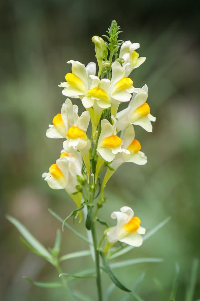Linaria vulgaris Mill.