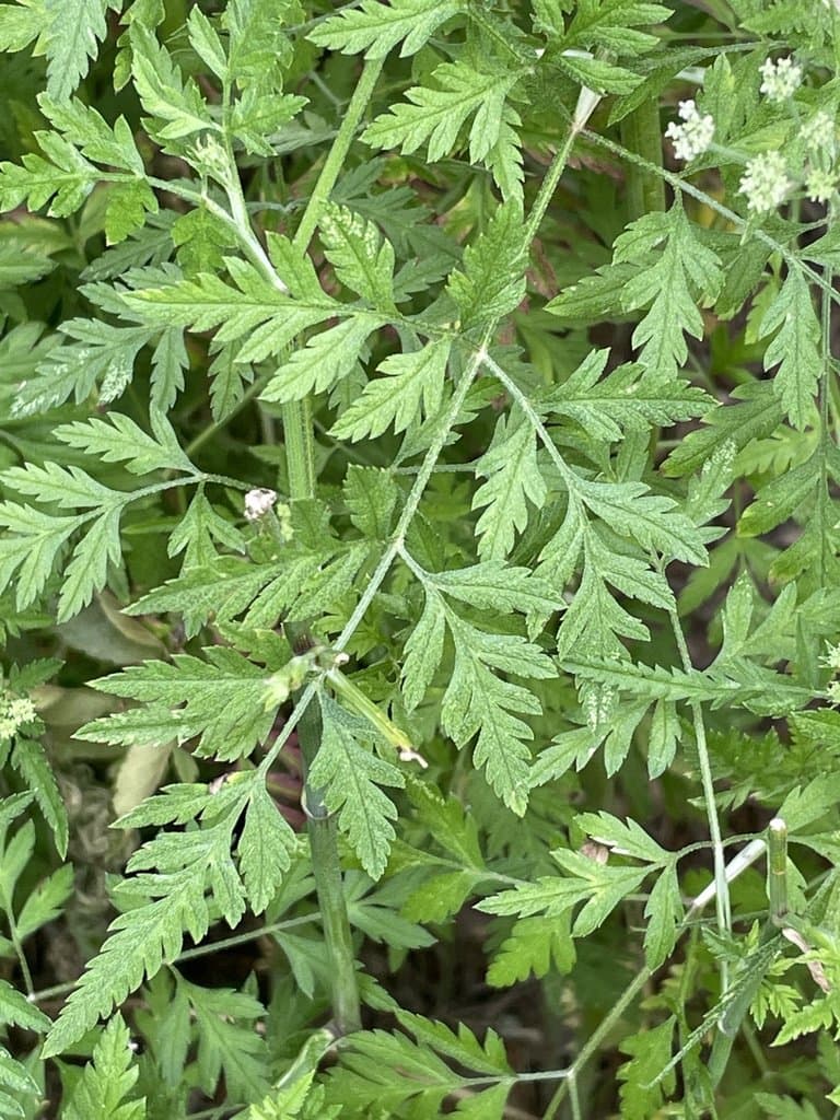 Torilis arvensis (Huds.) Link