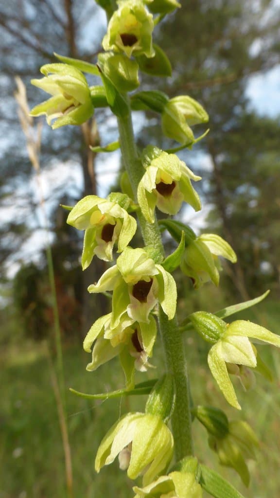 Epipactis muelleri Godfery