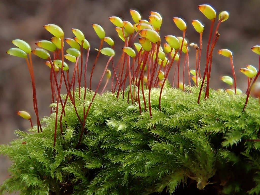 Brachytheciastrum velutinum (Hedw.) Ignatov & Huttunen
