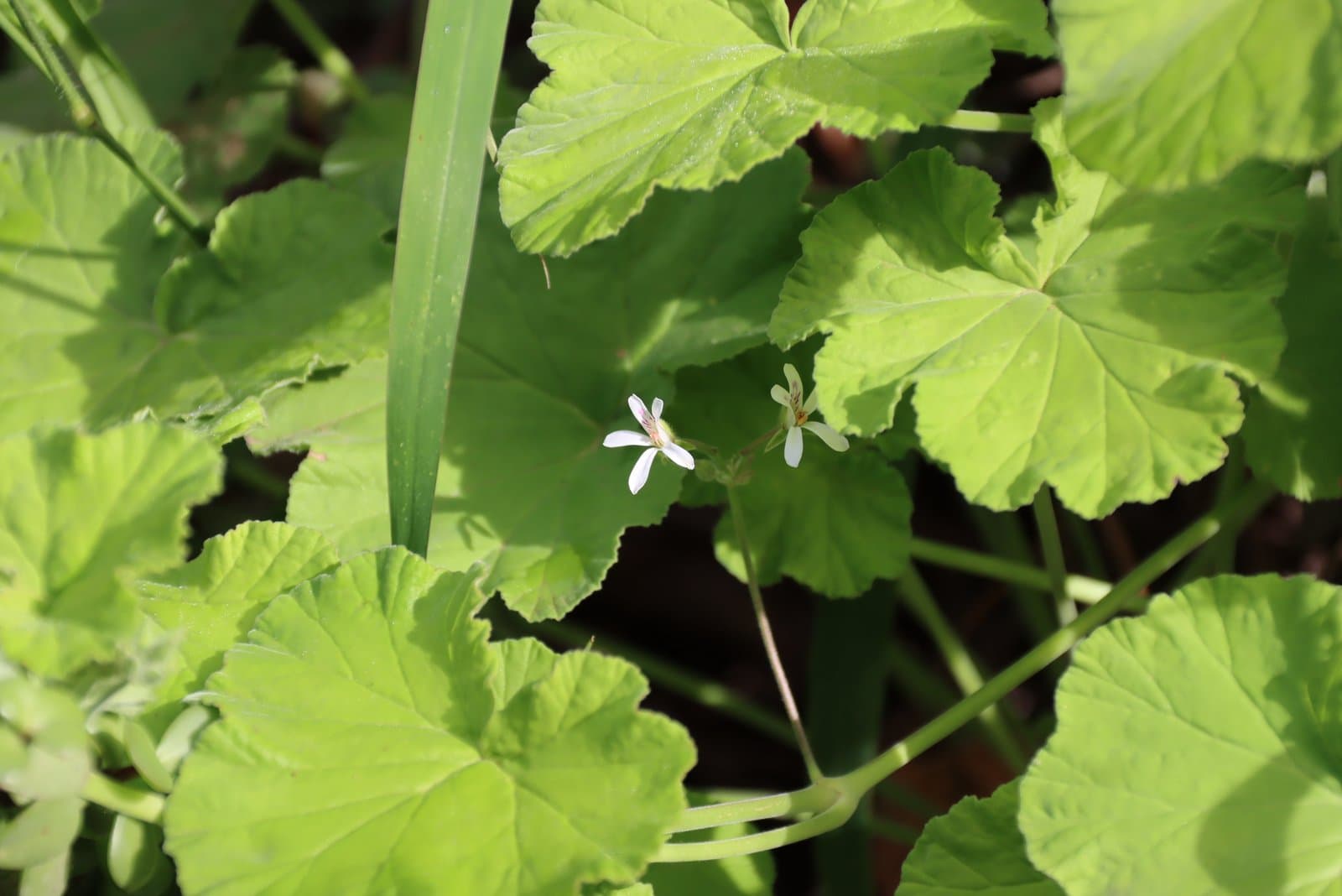 Pelargonium odoratissimum (L.) L'Hér.