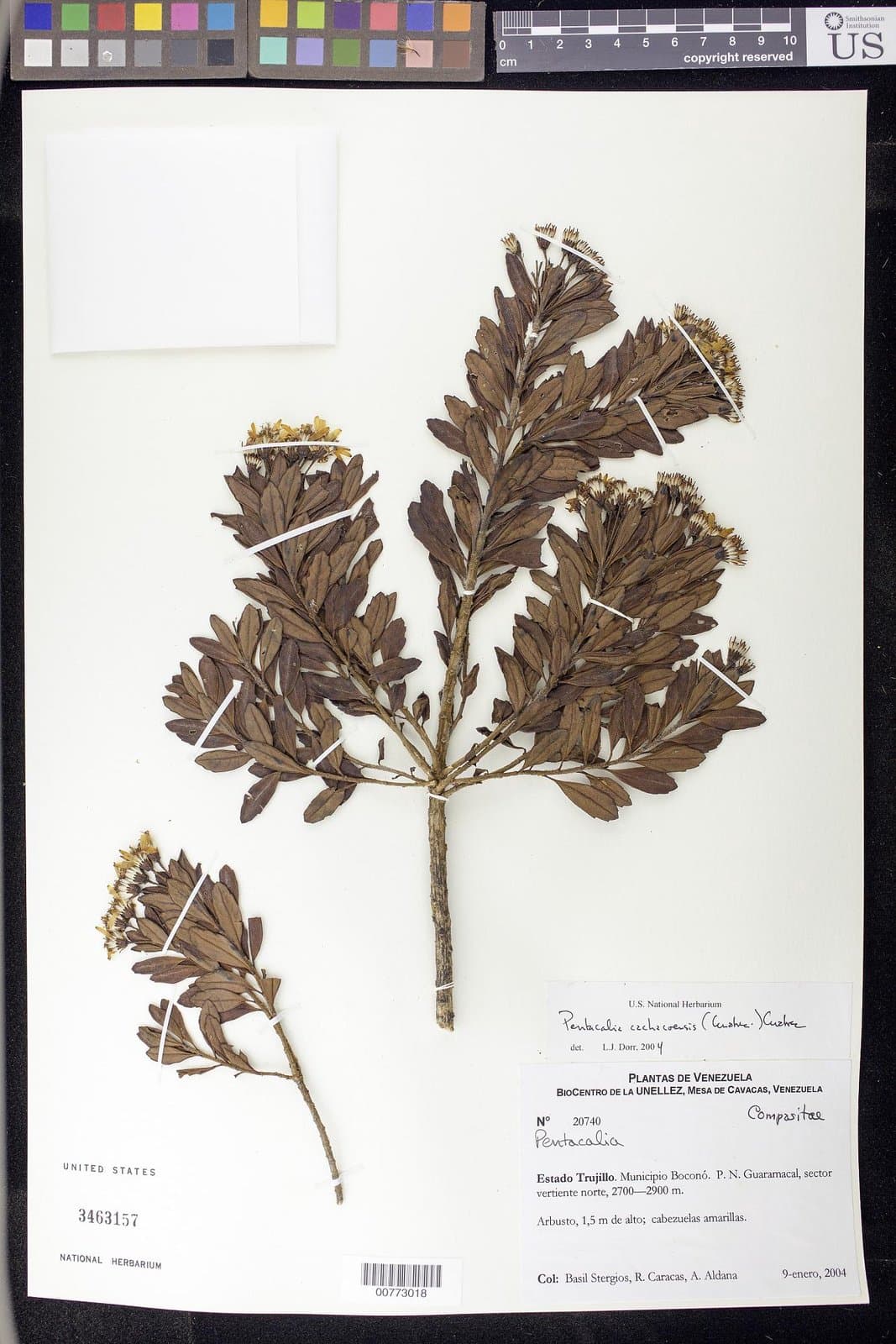 Monticalia cachacoensis (Cuatrec.) C.Jeffrey