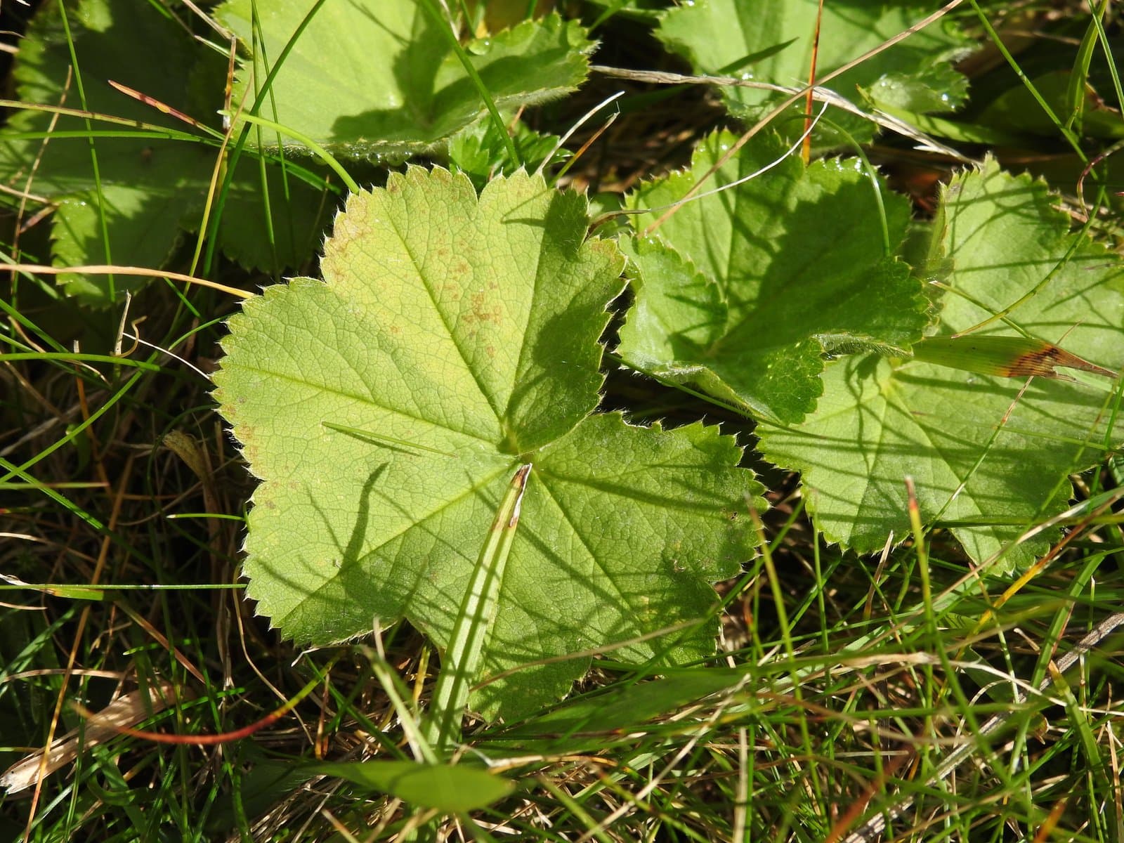 Alchemilla crinita Buser