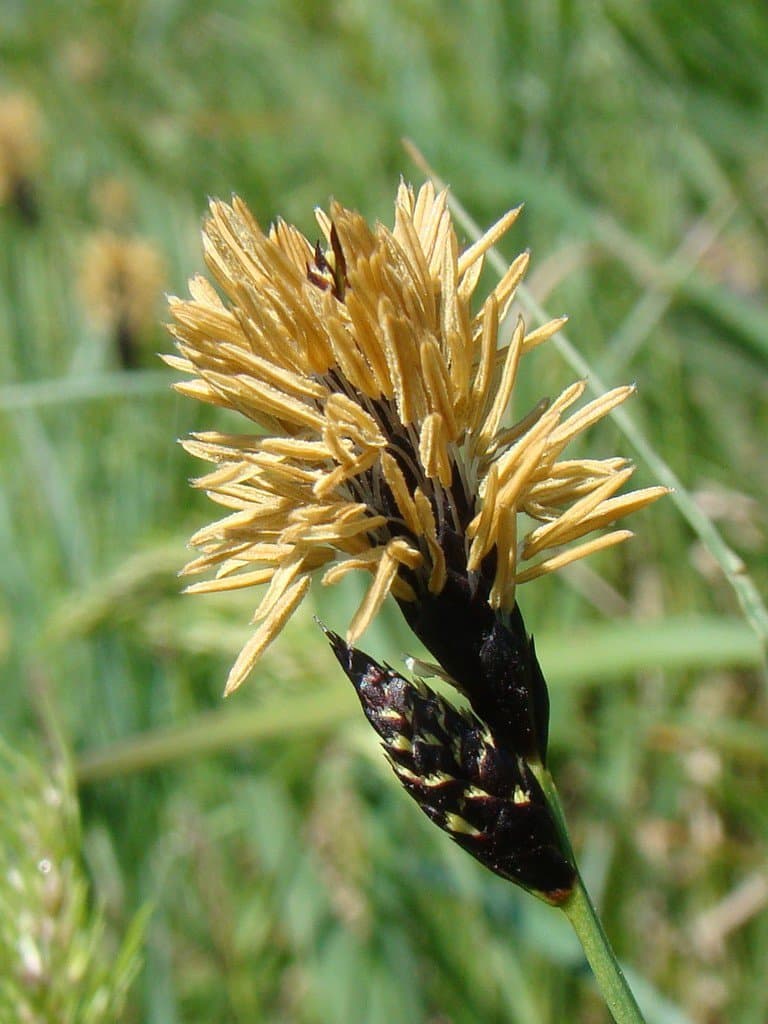 Carex melanostachya M.Bieb. ex Willd.