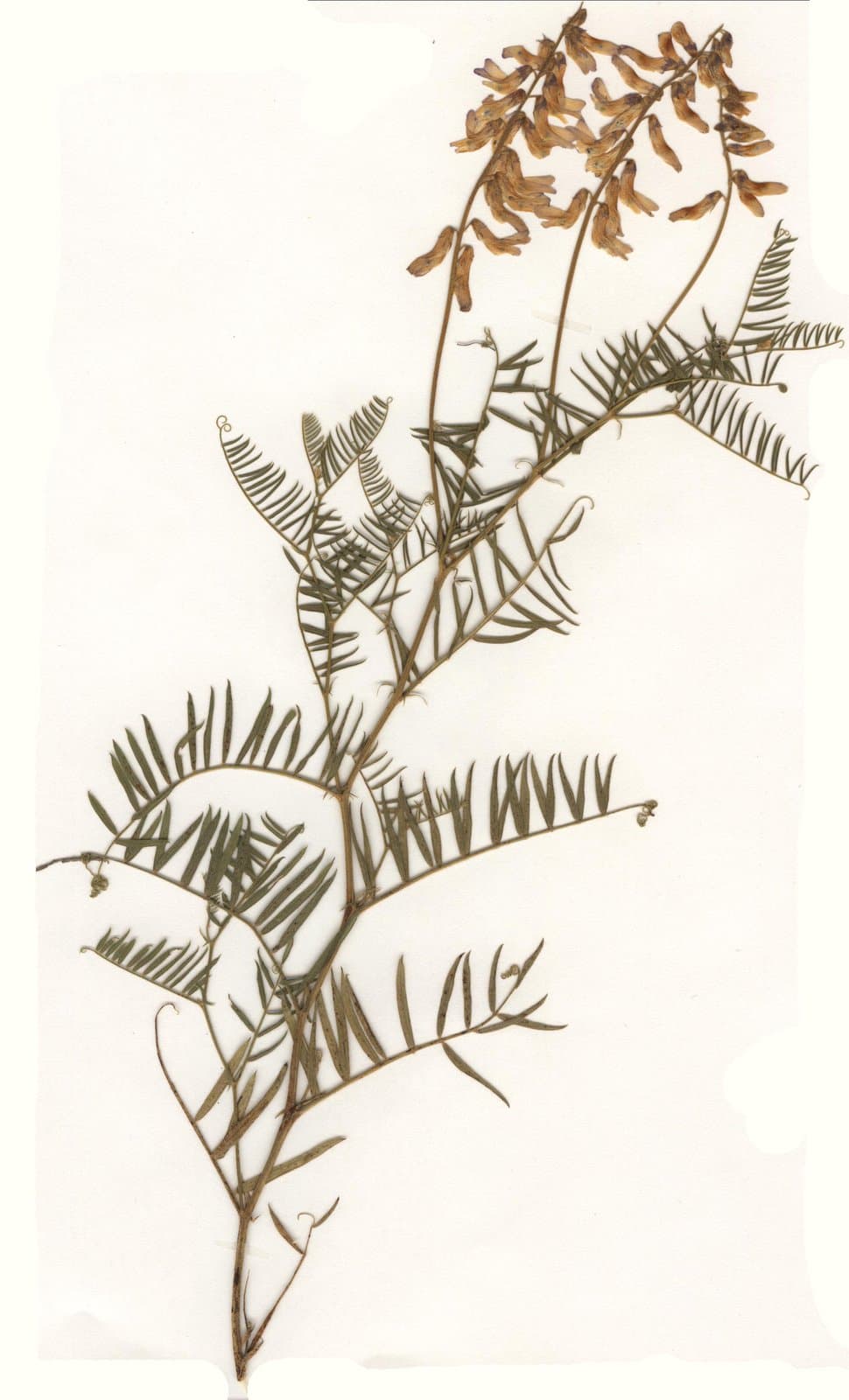 Vicia tenuifolia Roth