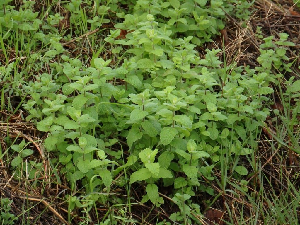 Mentha suaveolens Ehrh.