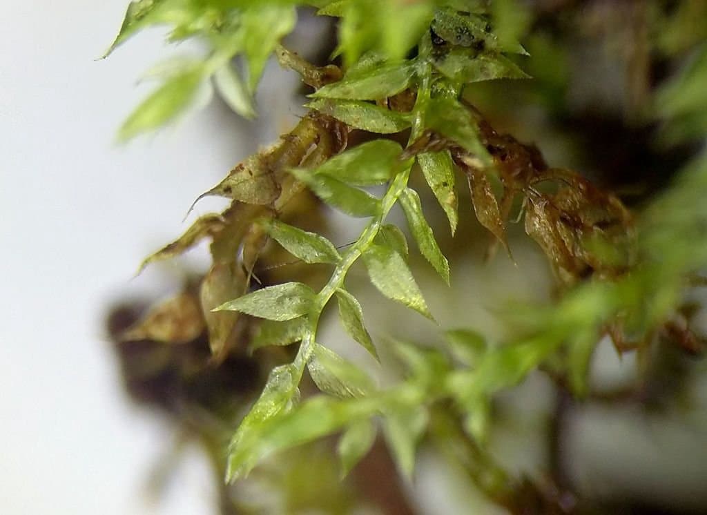 Oxyrrhynchium speciosum (Brid.) Warnst.