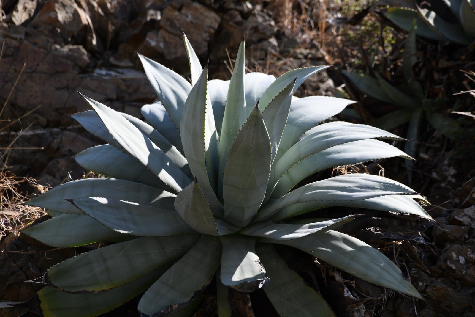 Agave albescens Trel.