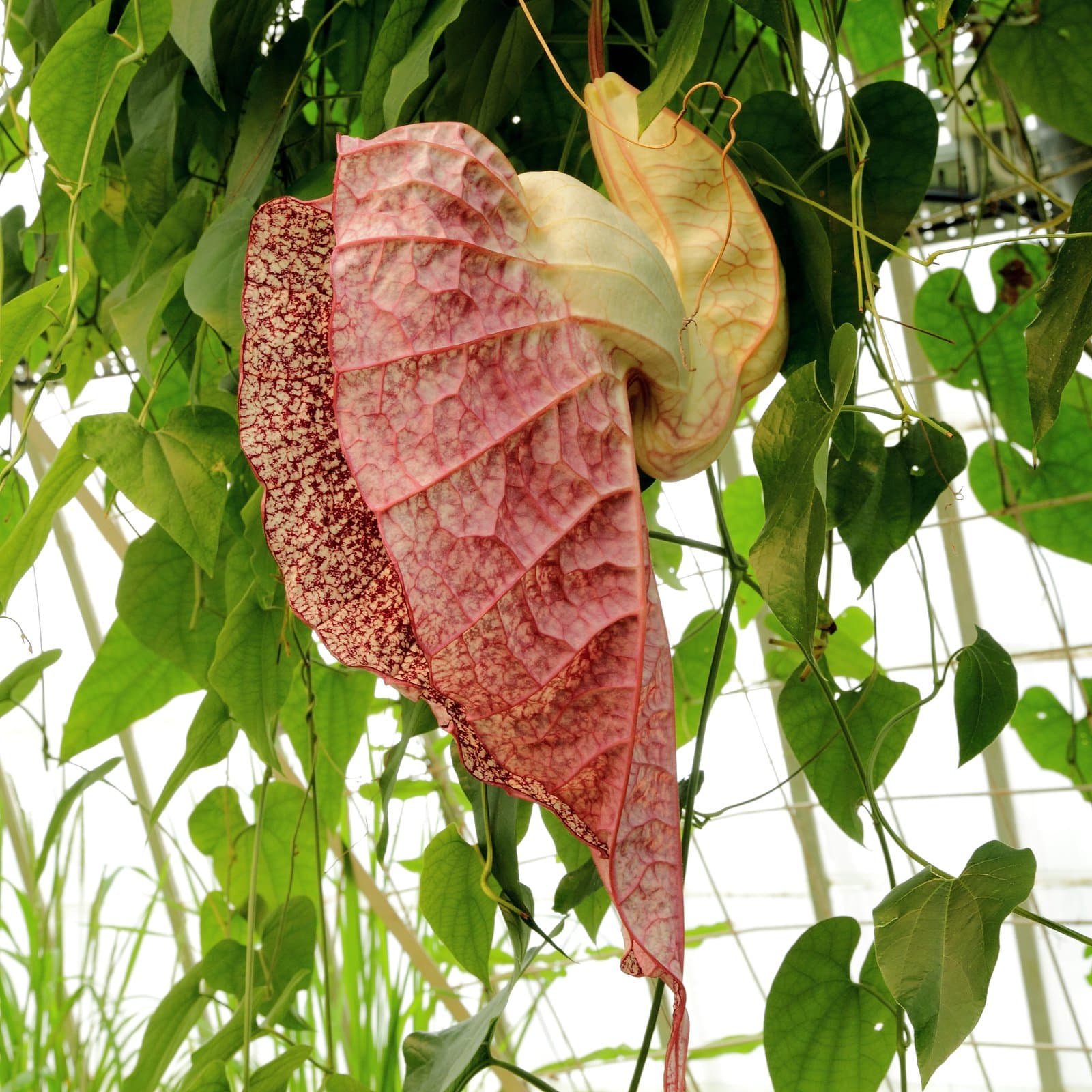 Aristolochia grandiflora Sw.