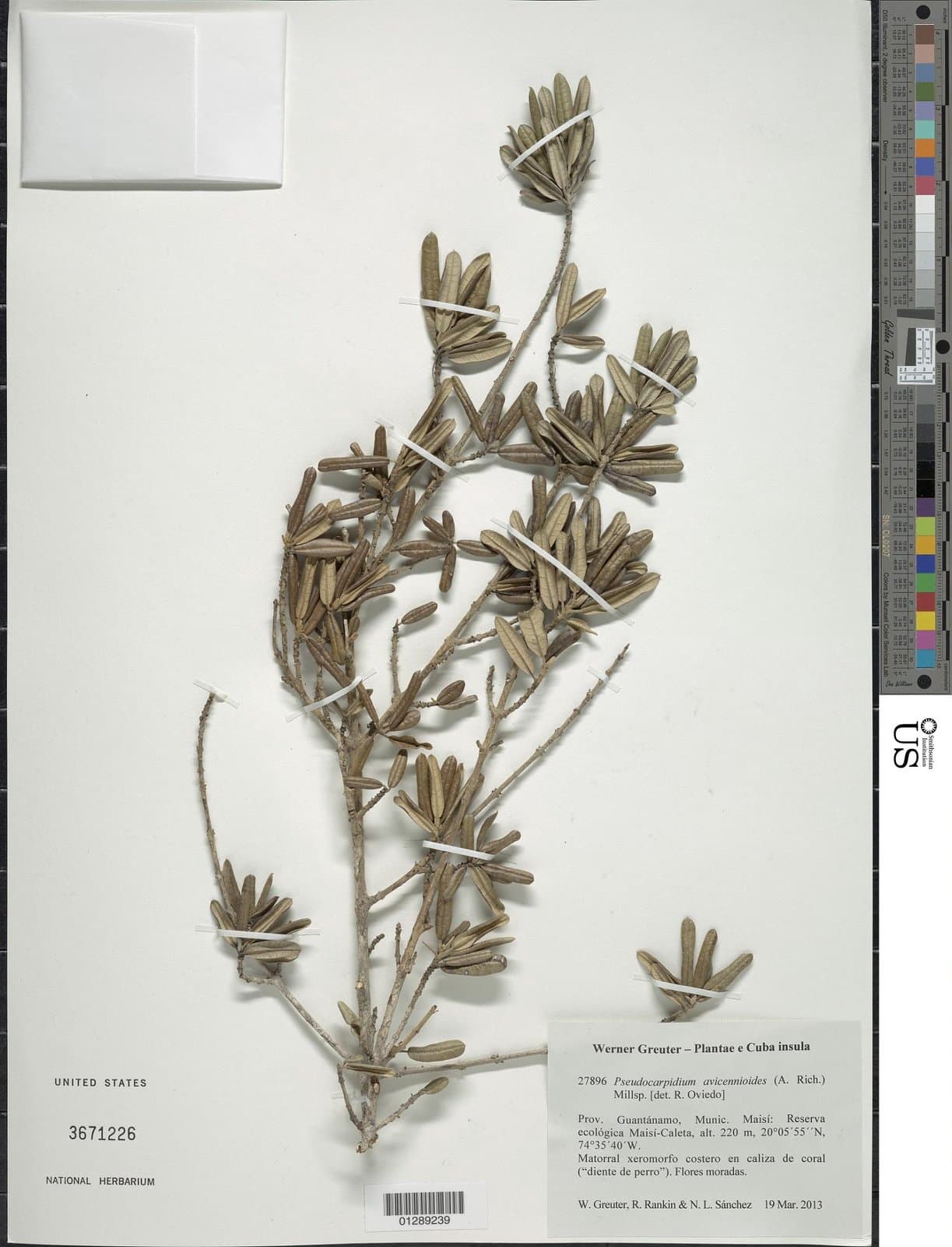 Pseudocarpidium avicennioides (A.Rich.) Millsp.
