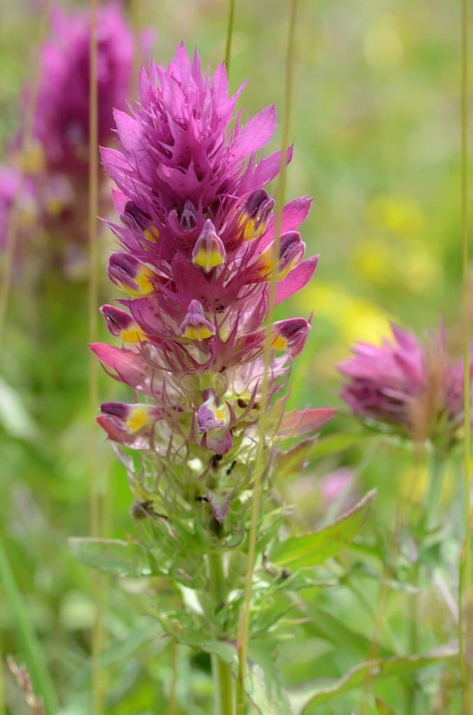 Melampyrum arvense L.