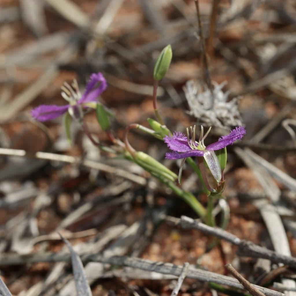 Thysanotus speckii Brittan