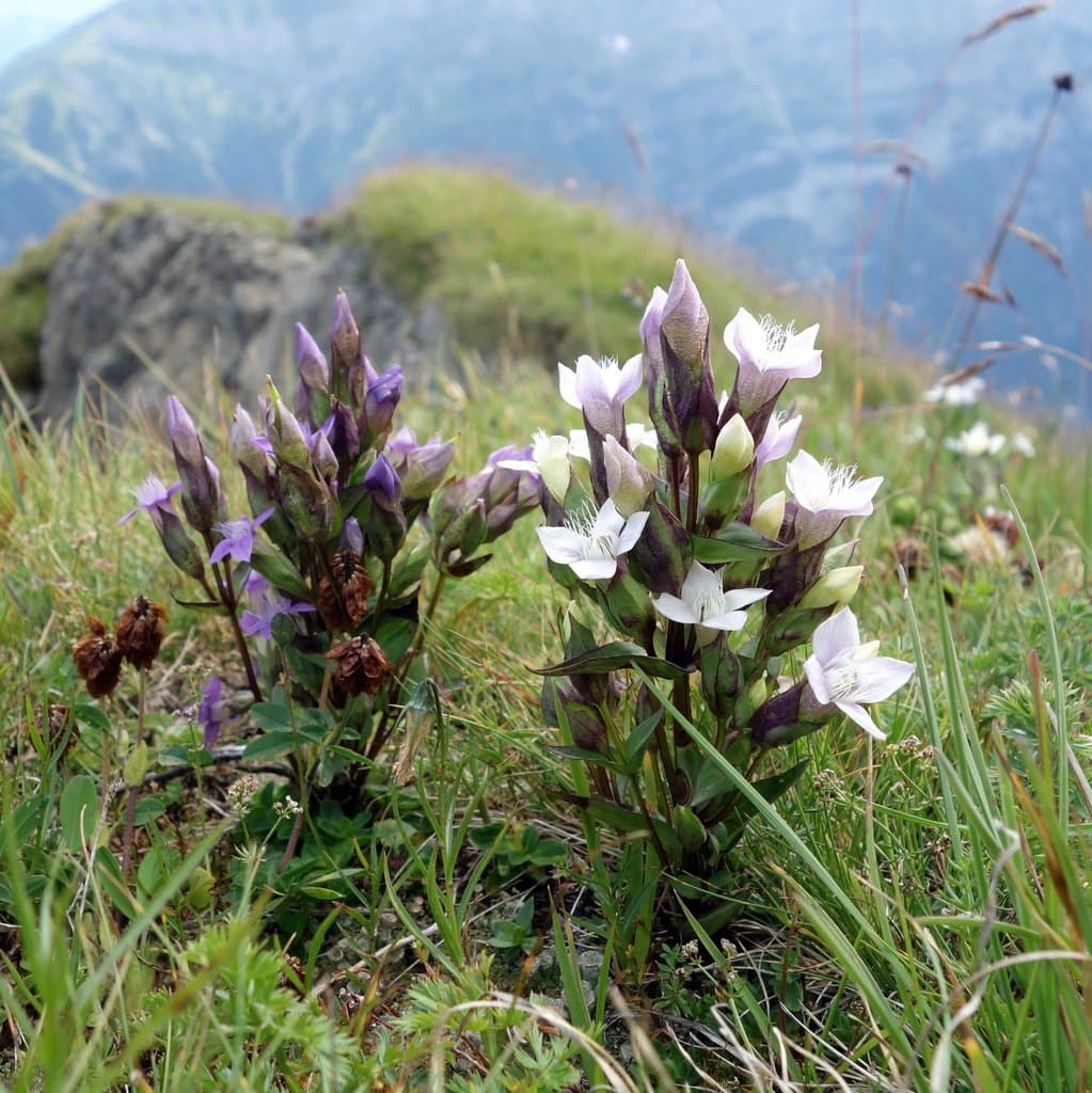 Gentianella campestris (L.) Börner