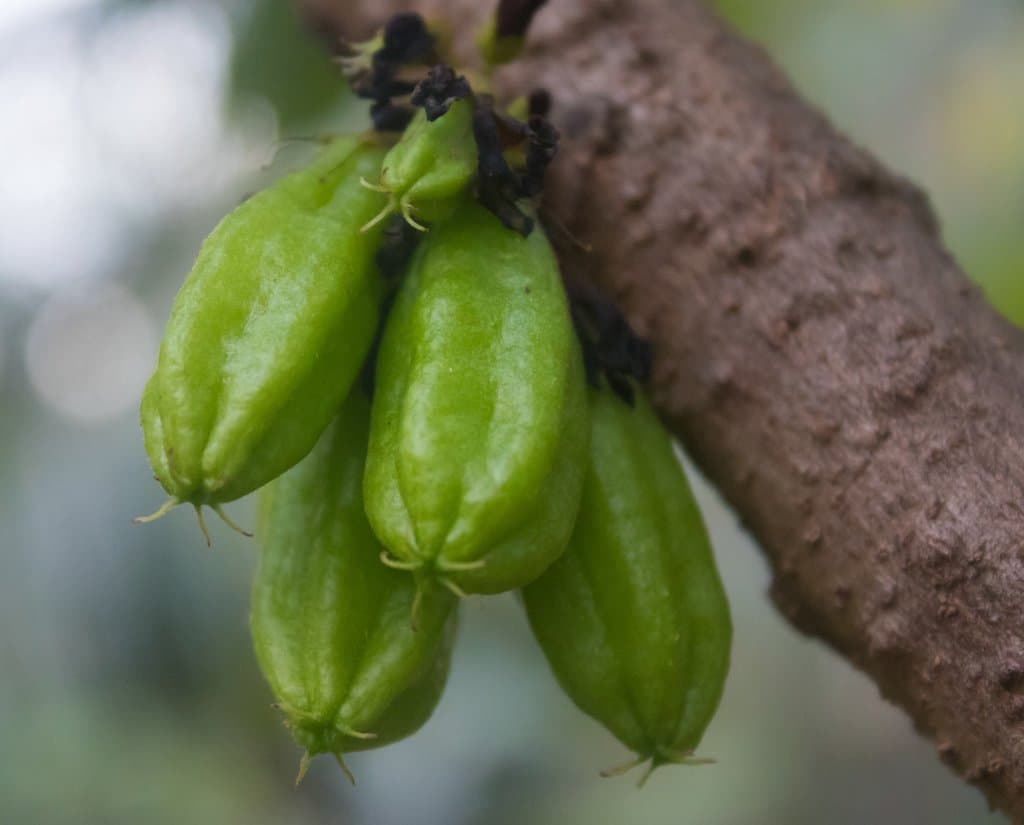 Averrhoa bilimbi L.