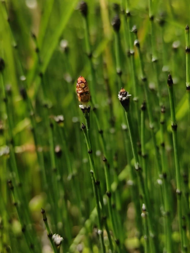 Equisetum variegatum Schleich. ex F.Weber & D.Mohr