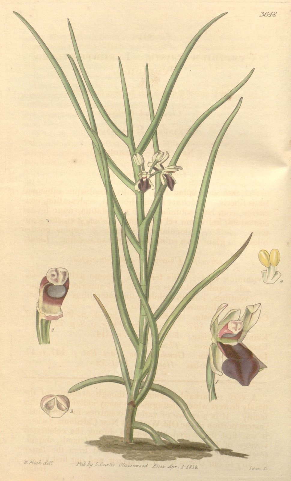 Luisia microptera Rchb.f.