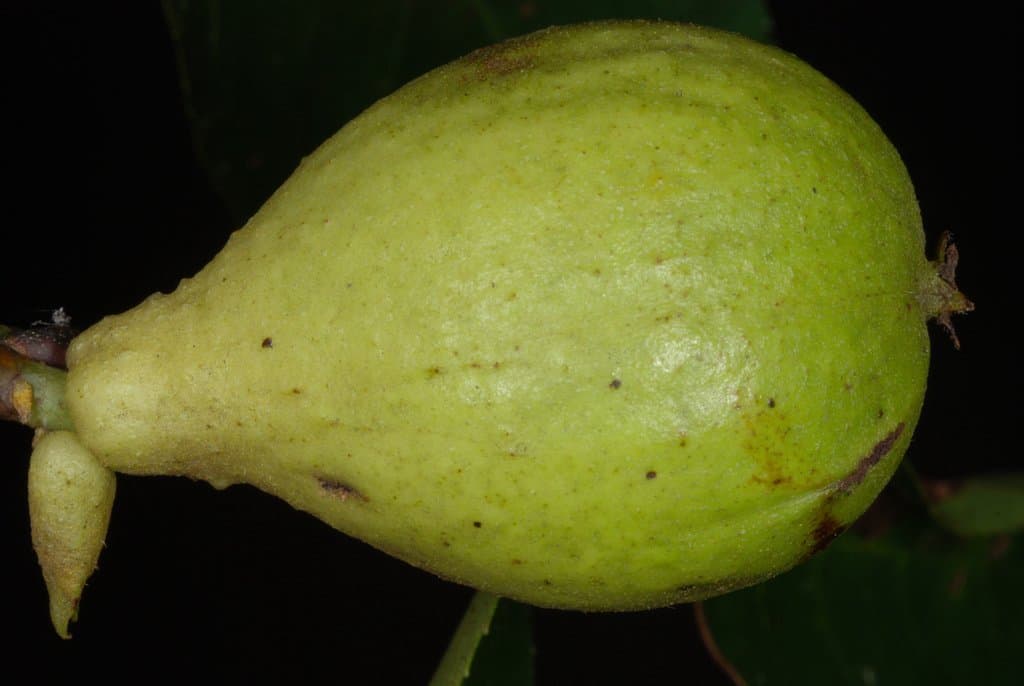 Carya glabra (Mill.) Sweet