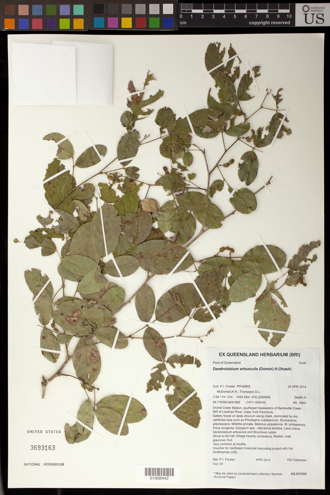 Dendrolobium arbuscula (Domin) H.Ohashi