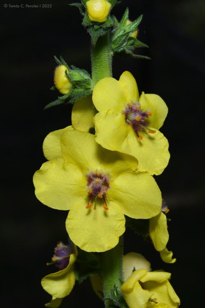 Verbascum virgatum Stokes