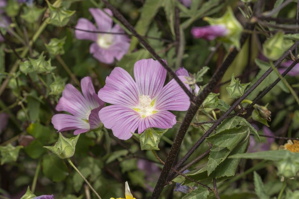 Malva punctata (All.) Alef.