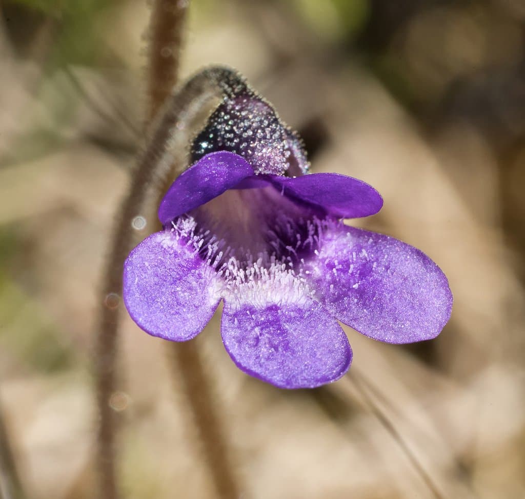 Pinguicula vulgaris L.