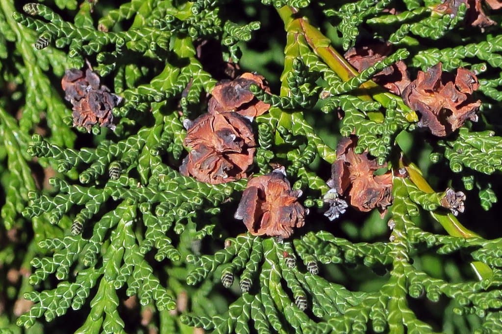 Chamaecyparis lawsoniana (A.Murray bis) Parl.