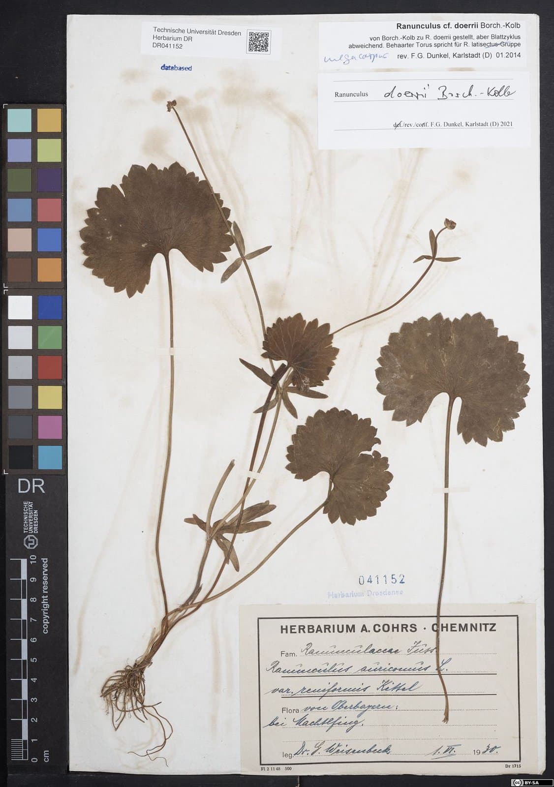 Ranunculus doerrii Borch.-Kolb