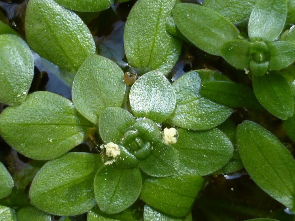 Callitriche brutia Petagna