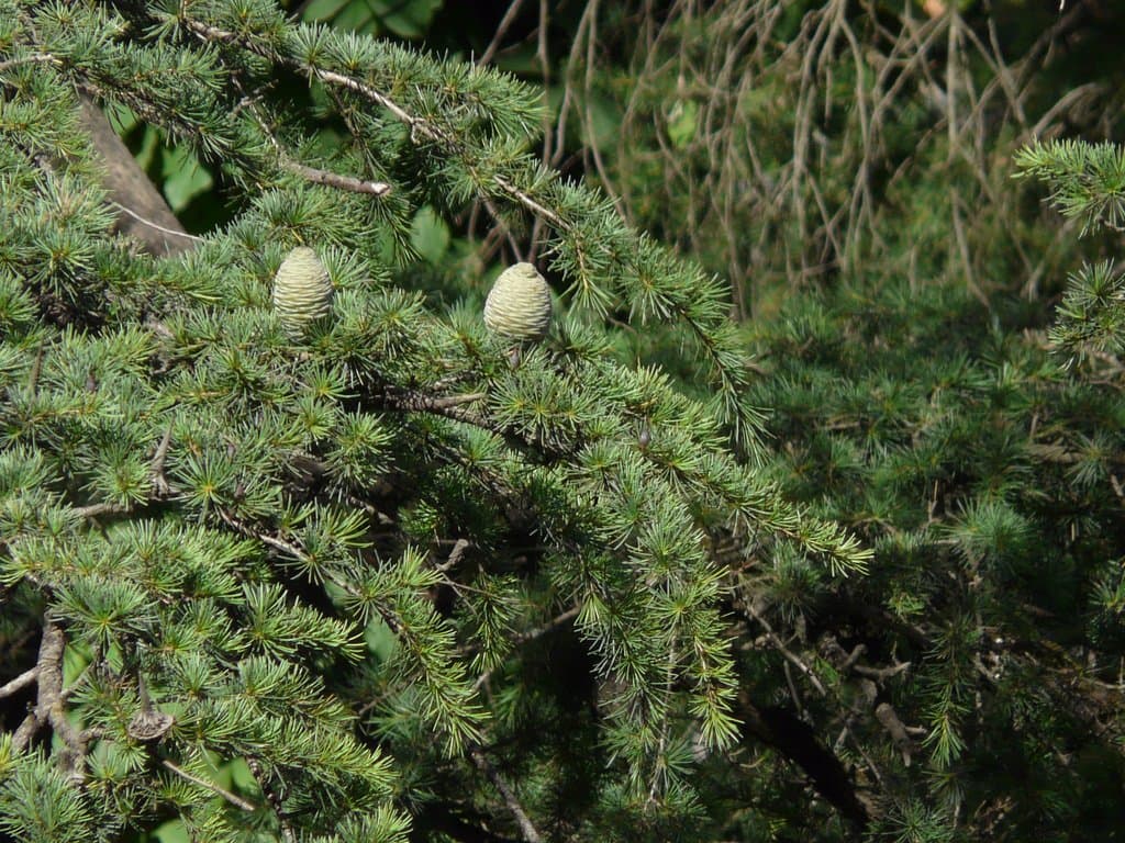 Cedrus deodara (Lamb.) G.Don