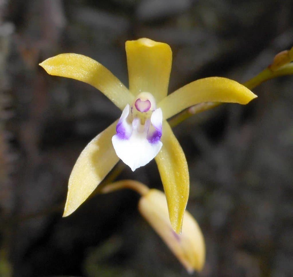 Dilomilis oligophylla (Schltr.) Summerh.