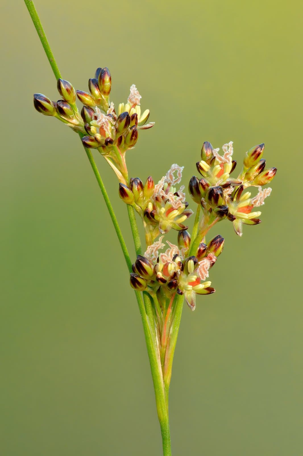Juncus compressus Jacq.