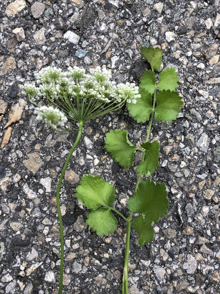 Pimpinella peregrina L.