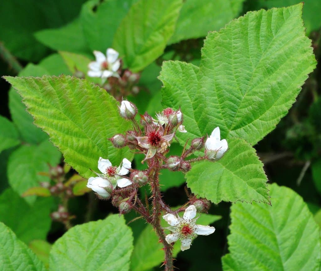 Rubus hirtus Waldst. & Kit.