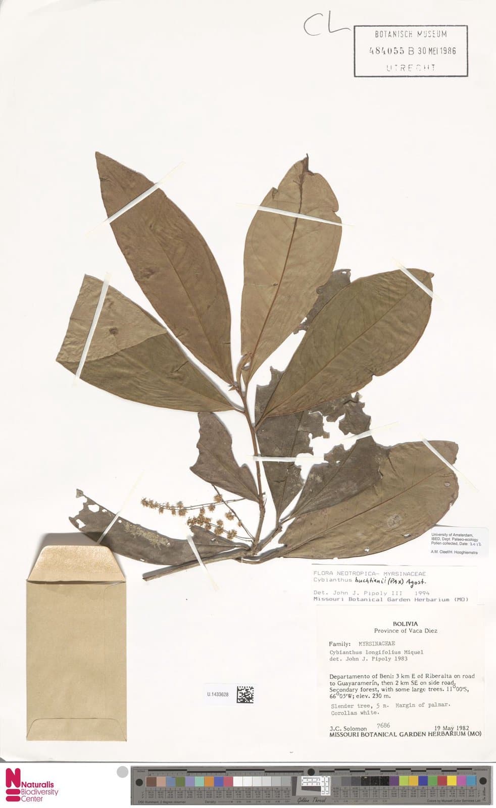 Cybianthus buchtienii (Pax) G.Agostini