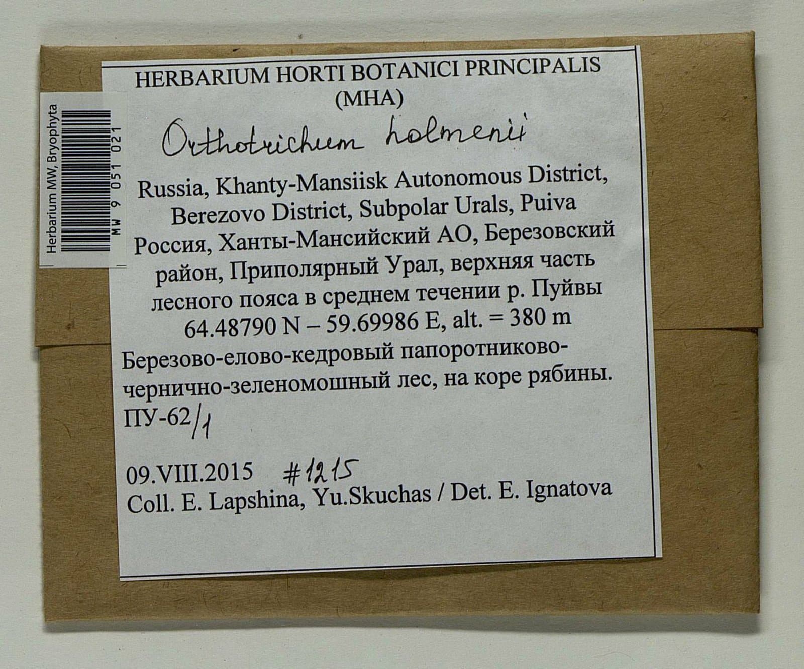 Orthotrichum scanicum Grönvall