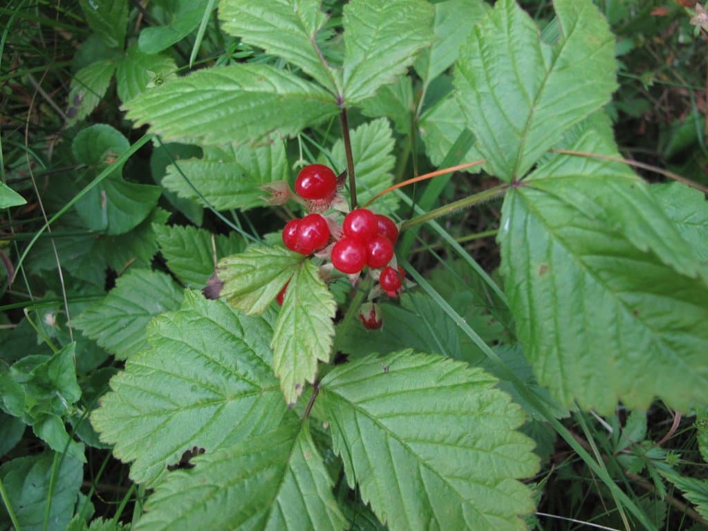 Rubus saxatilis L.