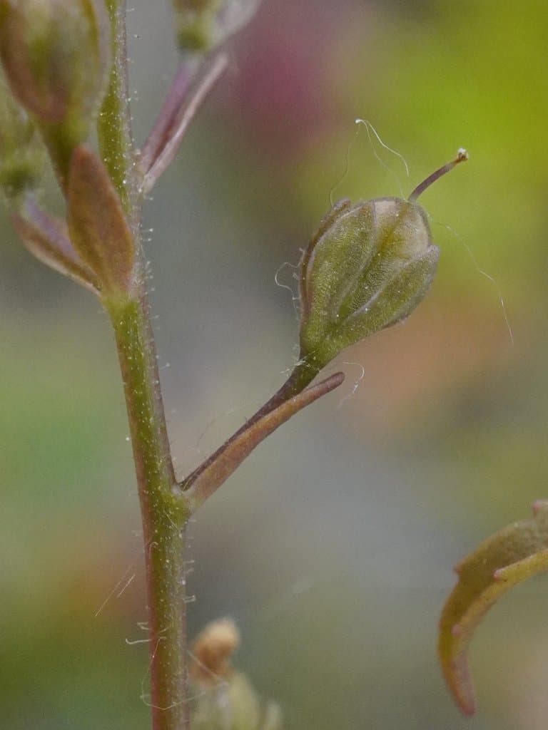 Veronica anagalloides Guss.