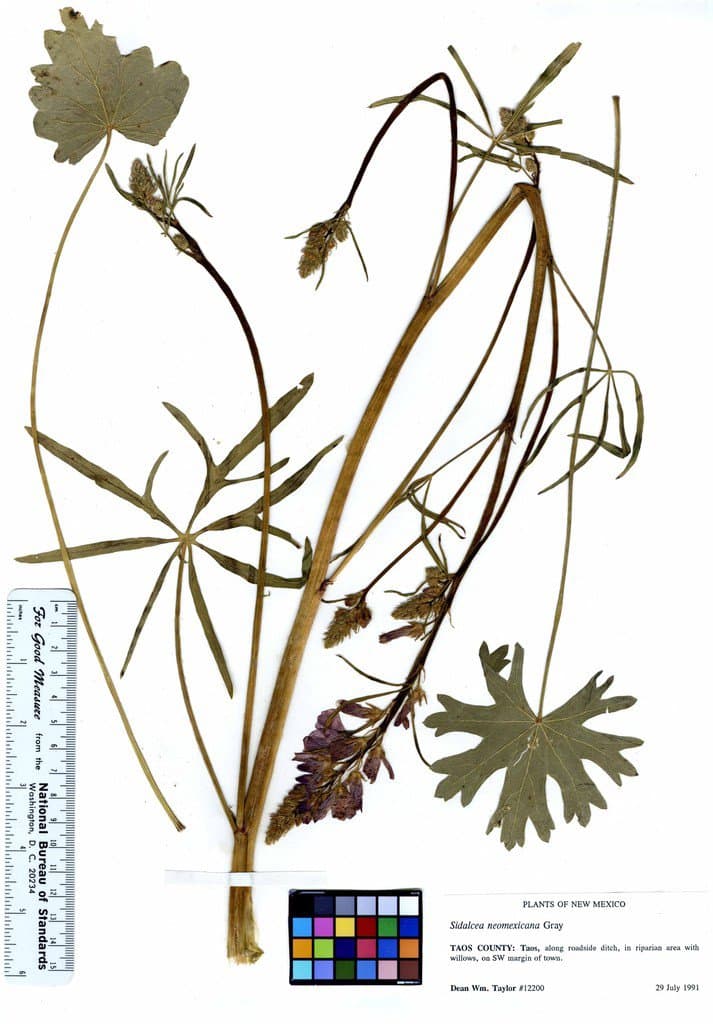 Sidalcea neomexicana A.Gray