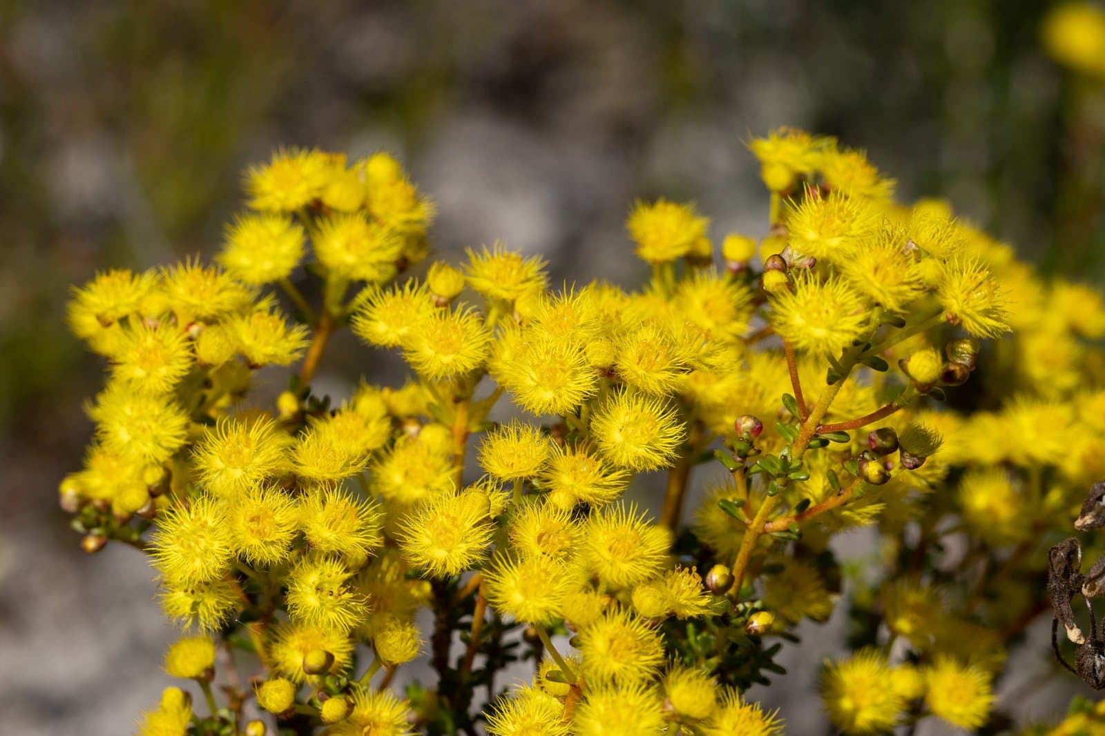 Verticordia brevifolia A.S.George