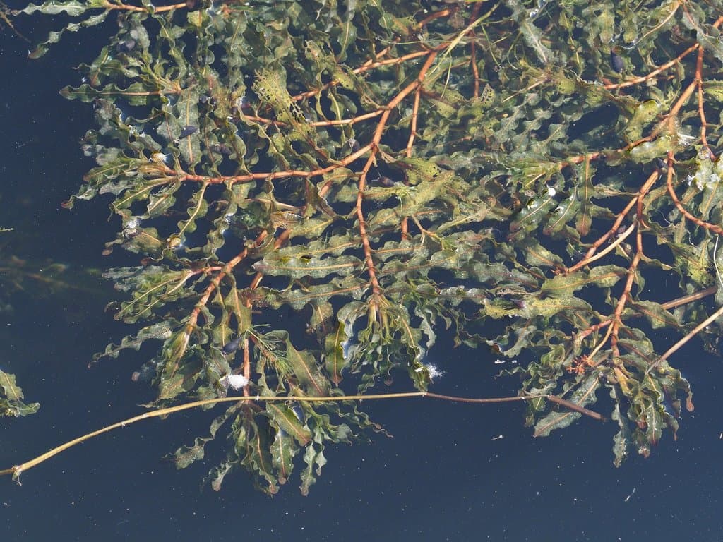 Potamogeton crispus L.